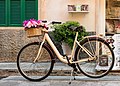 * Nomination Women's bicycle with flower basket. --F. Riedelio 16:28, 27 January 2016 (UTC) * Promotion Good quality. --Poco a poco 17:34, 27 January 2016 (UTC)