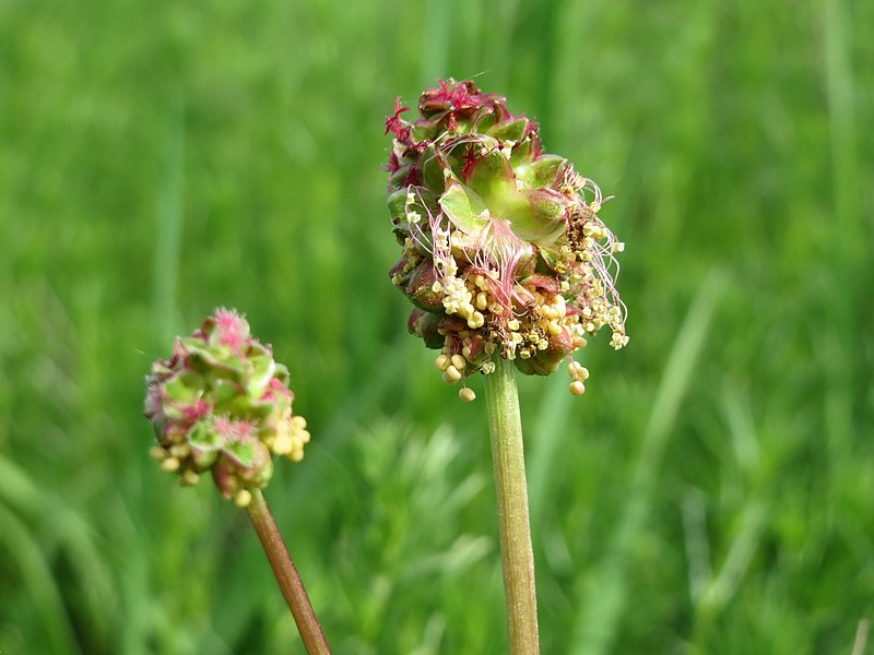 File:20160511Sanguisorba minor2.jpg