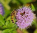 Große Sumpfschwebfliege - Helophilus trivittatus, Weibchen