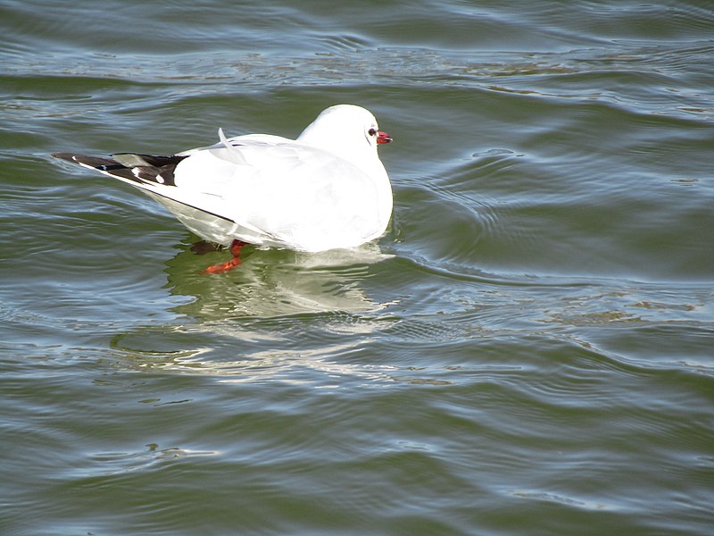 File:2018-02-07 Chroicocephalus ridibundus, winter plumage, Salgados Nature Reserve.jpg