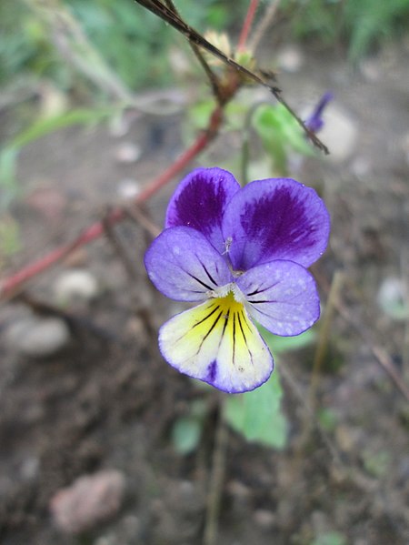 File:20180612Viola tricolor1.jpg