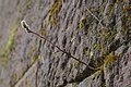 * Nomination A small willow growing from the wall of the Château of Saarbrücken --DavidJRasp 14:46, 24 September 2020 (UTC) * Promotion Good enough. --Vincent60030 09:05, 30 September 2020 (UTC)