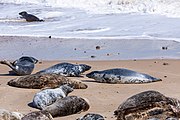 Seals at Horsey Dunes in Norfolk, United Kingdom.