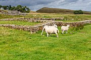 A view of Housesteads Roman Fort along Hadrian's Wall in the United Kingdom.