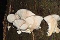 * Nomination Oyster mushrooms in the Rodenhofer Schwarzwald --FlocciNivis 12:11, 11 January 2023 (UTC) * Promotion  Support Good quality. --Ermell 19:56, 11 January 2023 (UTC)