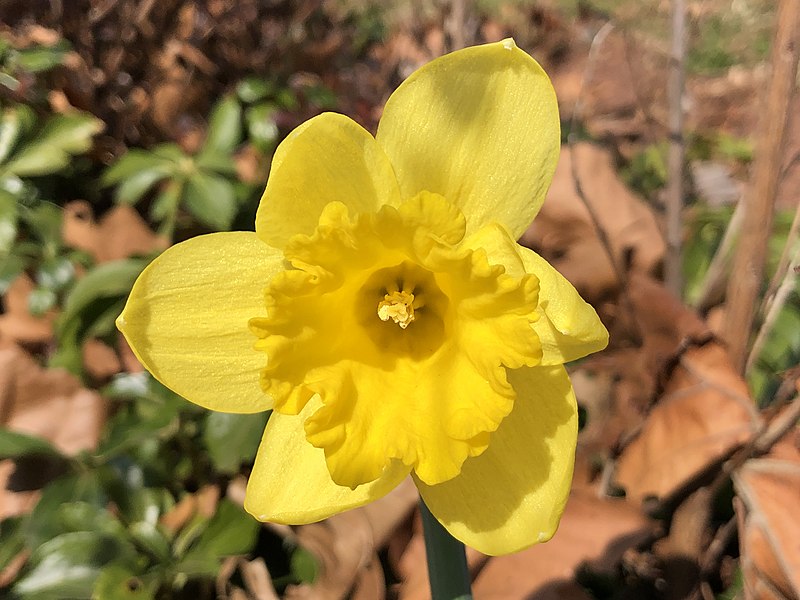 File:2022-03-05 11 58 52 Dutch Master Daffodil opening along Tranquility Court in the Franklin Farm section of Oak Hill, Fairfax County, Virginia.jpg