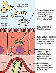 Flowchart showing the lipid absorption process 2431 Lipid Absorption.jpg