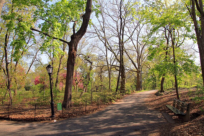 File:2886-Central Park-The Ramble.JPG