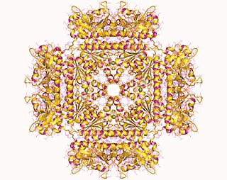 <span class="mw-page-title-main">Phosphoribosylaminoimidazolesuccinocarboxamide synthase</span> Class of enzymes