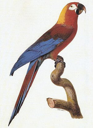 A. tricolor.jpg