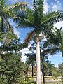 A PALM TREE IN IMPHAL, MANIPUR.jpg