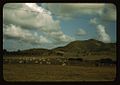 A cattle farm, vicinity of Christiansted 1a33958v.jpg