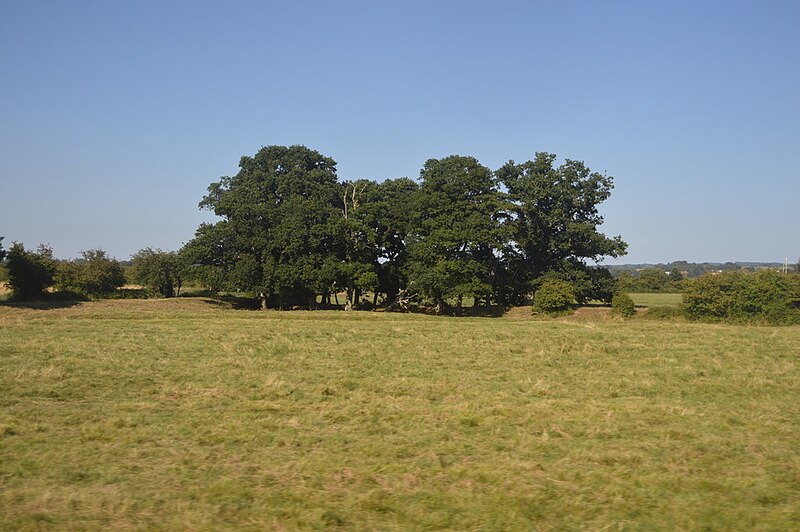 File:A clump of trees - geograph.org.uk - 5987416.jpg