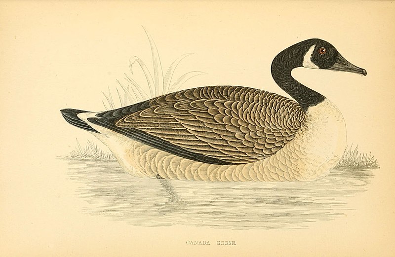 File:A history of British birds (6008482353).jpg