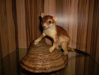 A stuffed specimen of the mouse weasel.JPG
