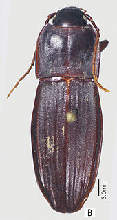 <i>Abacoleptus</i> Genus of beetles