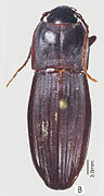 November 28: the beetle Abacoleptus paradoxus