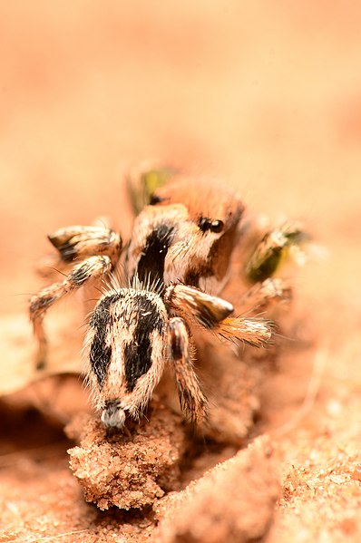 File:Abdomen of Hviridipes.jpg