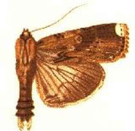 Acanthodica drucei