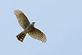 Accipiter nisus -in flight-8.jpg