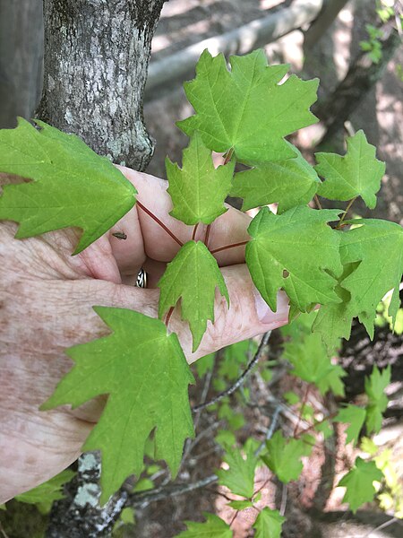 File:Acer leucoderme (Chalk Maple), Raven Rock State Park, Lillington, North Carolina 1.jpg