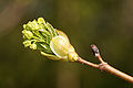 * Nomination Norway Maple (Acer platanoides) in spring. --kallerna 13:27, 23 May 2010 (UTC) * Promotion QI to me.--Jebulon 21:32, 26 May 2010 (UTC)