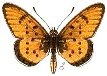 AcraeaSpecies2, Acraea axina.jpg