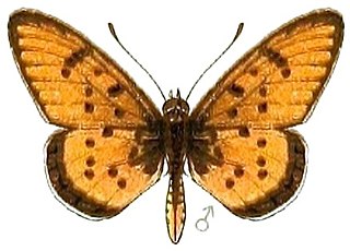 <i>Acraea axina</i> Species of butterfly