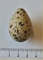 Rantasipin muna, joka on poimittu talteen Keravalta vuonna 1931.
