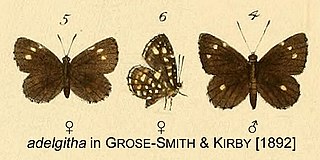 <i>Micropentila adelgitha</i> Species of butterfly