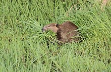 May 2014 photo of beaver gathering shore grasses on the Napa River Adult beaver on Napa River 2014-05.jpg