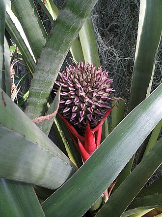 TÌNH YÊU CÂY CỎ ĐV 13  - Page 19 330px-Aechmea_sphaerocephala_(TS)_2-03479