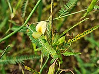 A. indica