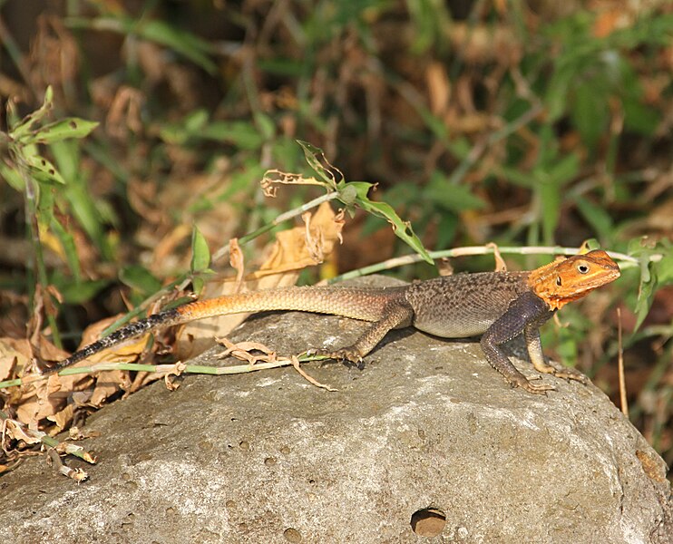 File:Agama lebretoni Bioko 2013 1.jpg