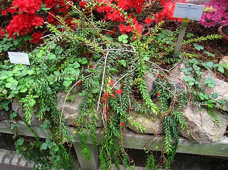 Agapetes serpens - Berlin Botanical Garden - IMG 8741.JPG