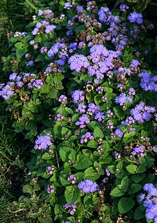 <i>Ageratum houstonianum</i> Species of plant