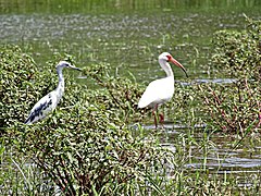 Aigrette bleue juvénile et ibis blanc sur le Rio Tárcoles