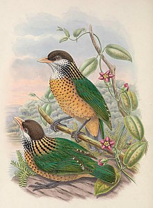 Ailuroedus stonii - Монография Paradiseidae (обрезано) .jpg
