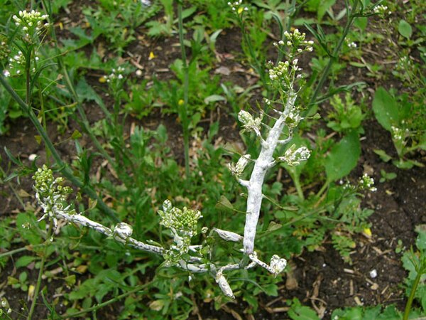 Albugo candida (Albuginales) on shepherd's purse (Capsella bursa-pastoris, Brassicales).