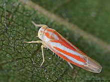 Alebra albostriella01.JPG