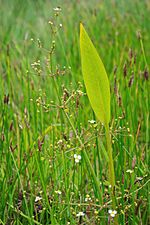 Vignette pour Alisma lanceolatum