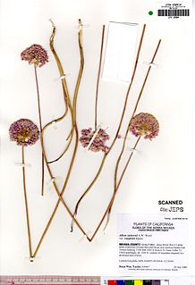 <i>Allium sanbornii</i> Species of flowering plant