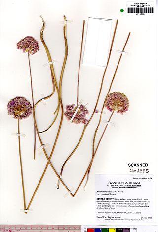 <i>Allium sanbornii</i> Species of flowering plant