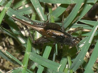 <i>Allonemobius socius</i> Species of cricket