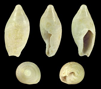 Amalda dubia