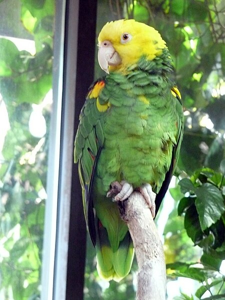 File:Amazona oratrix -Vancouver Aquarium-8d.jpg