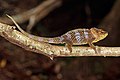 * Nomination Amber Mountain chameleon (Calumma amber) male, Montagne d’Ambre --Charlesjsharp 10:28, 25 December 2018 (UTC) * Promotion  Support Good quality. --Podzemnik 10:35, 25 December 2018 (UTC)