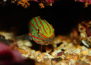 Amblygobius rainfordi TW 1.jpg