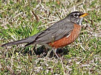 Robin, American Turdus migratorius