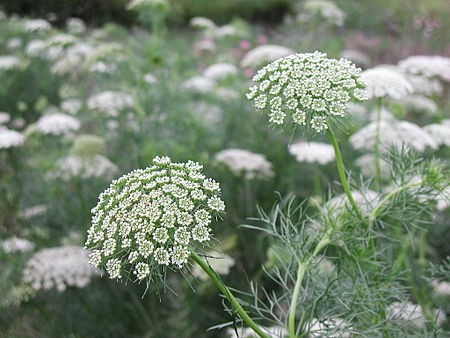 Ammi Visnaga (289632722).jpg